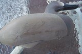 canvasback decoys hand carved antiques - 4 of 6