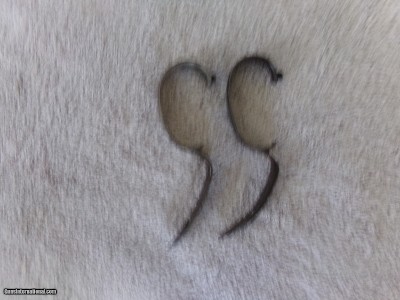 SKB TRIGGER GAURDS 20 GAUGE 200E