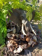 African Elephant Sculpture - 8 of 9