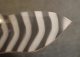 Zero Tolerance 0303 Assisted Opening Knife Black G-10 (3.75" Tiger Stripe) ZT Drop Point Custom - 10 of 25