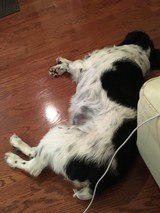 Ruger 10/22 22LR Classic VII Talo Edition, Stainless with Walnut Stock, NEW NIB Cheapest 21196 22 LR - 11 of 11