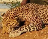 Adventures Outside the Urban Jungle 1st Edition Collectors Series - 11 of 14