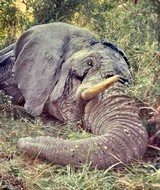 Adventures Outside the Urban Jungle 1st Edition Collectors Series - 6 of 14