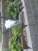 Winchester model 100 rifle , 243 caliber - 3 of 11