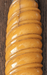 German SA dagger and Army Heer dagger - 15 of 15