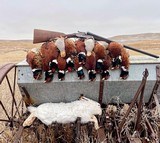 AYA No. 2 16 Gauge - 12 of 12