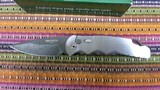 ProTech TR4 Custom Limited - 7 of 13