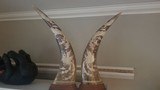 Hand carved buffalo horn set - 2 of 5