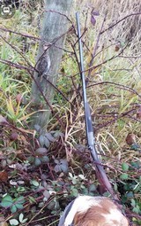 British 20 ga single barrel gun with Jones Lever - 15 of 15