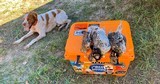 AYA 4/53 28ga Bill Hanus Bird Gun - 9 of 10 AYA 4/53 28ga Bill Hanus Bird Gun - 9 of 10