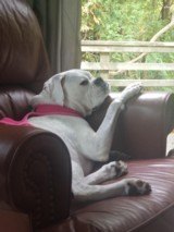 Perazzi MX8 - 12 of 12