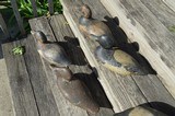 Flock of Ducks
Mason 1920's mix bag solid wood decoys - 10 of 15