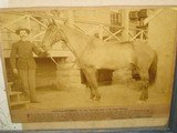 A Rare Original Period Framed Photo Of Comanche, The Only Surviving Horse Of The Little Big Horn - 2 of 4