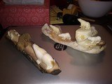 Choice of large Inuit Walrus/Ivory carvingsBears signed or Walrus and Bear on Fossil - 1 of 6
