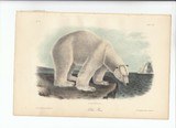 Original 8vo Audubon Quadrupeds Of America Print 1851: POLAR BEAR.
Plate 91 - 3 of 4