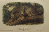 Original 8vo Audubon Quadrupeds Of America Print 1851: POLAR BEAR.
Plate 91 - 4 of 4