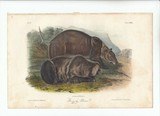 Pair of Original 1851 Audubons Prints 1 st Edition Bears Giizzly and Cinnamon Hand Colored - 2 of 5
