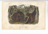 Pair of Original 1851 Audubons Prints 1 st Edition Bears Giizzly and Cinnamon Hand Colored - 4 of 5