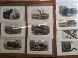 Collection 40 plusAudubon Quadruped prints 1848-19601st ed. set Polar Bear, Grizzly, & More plus 3 volume text - 1 of 11