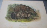 Collection 40 plusAudubon Quadruped prints 1848-19601st ed. set Polar Bear, Grizzly, & More plus 3 volume text - 9 of 11