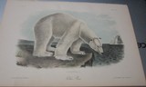 Collection 40 plusAudubon Quadruped prints 1848-19601st ed. set Polar Bear, Grizzly, & More plus 3 volume text - 8 of 11