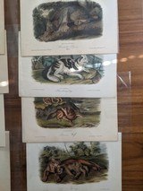 Collection 40 plusAudubon Quadruped prints 1848-19601st ed. set Polar Bear, Grizzly, & More plus 3 volume text - 4 of 11