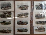 Collection 40 plusAudubon Quadruped prints 1848-19601st ed. set Polar Bear, Grizzly, & More plus 3 volume text - 2 of 11
