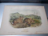 Collection 40 plusAudubon Quadruped prints 1848-19601st ed. set Polar Bear, Grizzly, & More plus 3 volume text - 11 of 11