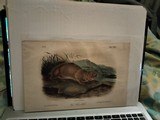 4 Original John Audubon hand-colored prints from 1850's Including Canada Lynx - 5 of 6