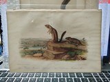 4 Original John Audubon hand-colored prints from 1850's Including Canada Lynx - 2 of 6