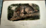 4 Original John Audubon hand-colored prints from 1850's Including Canada Lynx - 1 of 6