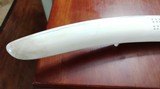 Carved Walrus Tusk with Moose Scrimshaw 20 inches Heavy More room to add art pre 1970. - 5 of 7