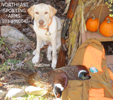 Parker Reproduction, DHE , 12 Ga., Winchester, Unfired-NIB , Luggage Case - 15 of 15