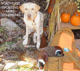 CZ-USA , (Huglu) , Bobwhite G2, 20 Ga., Excellent Condition with Box - 13 of 14