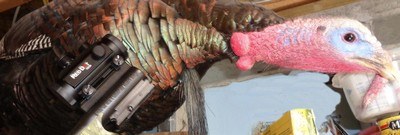 Stevens 301 Turkey XP 20ga with 26