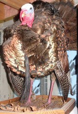 Stevens 301 Turkey XP 20ga with 26