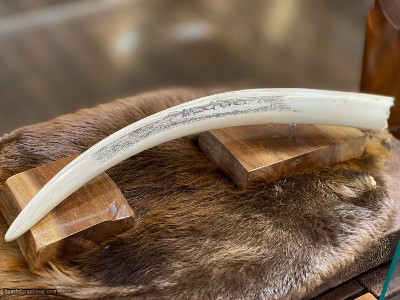 ALASKAN SCRIMSHAW WALRUS IVORY -- by ED MILLIGROCK