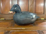 Pair of Mike Braun surf scoter duck decoys - 3 of 7