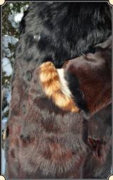 Black bear hide Coat RJT# 3615 -
$595.00
- 6 of 10