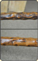 Handsome Original Blackthorn cane - 6 of 7