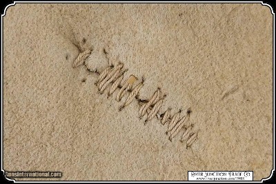 Museum Quality Original Indian Wars Cavalry Officers Brain Tanned Elk Hide Trousers - Image 18 of 19