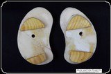 Smooth Bone Remington Derringer Grips RJT# 7173 - 6 of 7