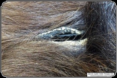 Antique Hair on Hide Horse Hide Lap Robe - Image 9 of 11
