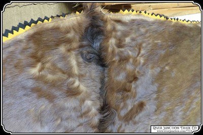 Antique Hair on Hide Horse Hide Lap Robe - Image 5 of 11