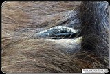 Antique Hair on Hide Horse Hide Lap Robe - 9 of 11