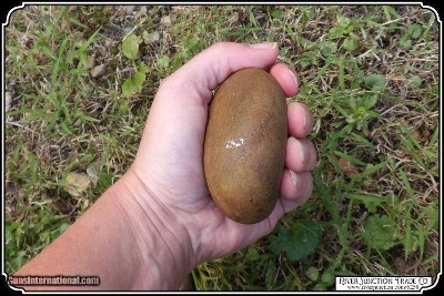 Hammer Stone/Biscuit Discoidal. - Image 4 of 7
