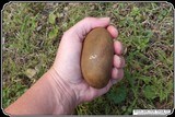 Hammer Stone/Biscuit Discoidal. - 4 of 7