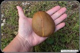 Hammer Stone/Biscuit Discoidal. - 5 of 7