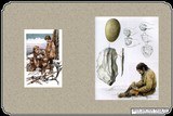 Hammer Stone/Biscuit Discoidal. - 6 of 7