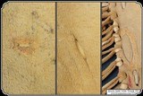Sioux Elk Hide Leggings - 9 of 11